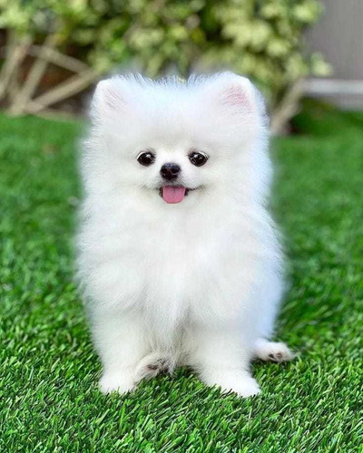 Pomerania Cachorros Hermosos 