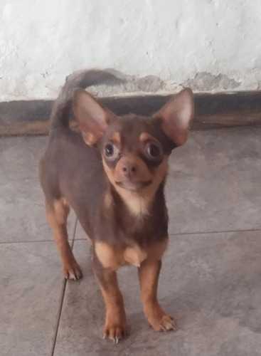 Cachorra Chihuahua Chocolate Bog, Med, Animal Pets Colombia 