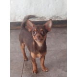 Cachorra Chihuahua Chocolate Bog, Med, Animal Pets Colombia 