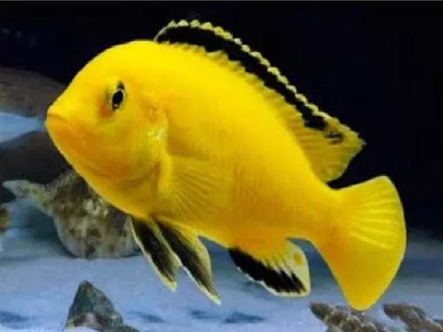 Peixe Ciclídeo Africano Labidochromis Yellow