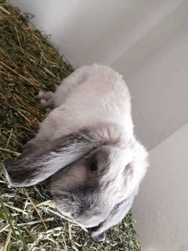 Conejos Belier Mini Lop 3 Meses De Edad