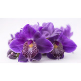 Planta Orquídea Purple Extraterrestre, Nueva Colección 