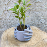 Cachepot De Plástico Vaso Planta Suculenta Mão-001