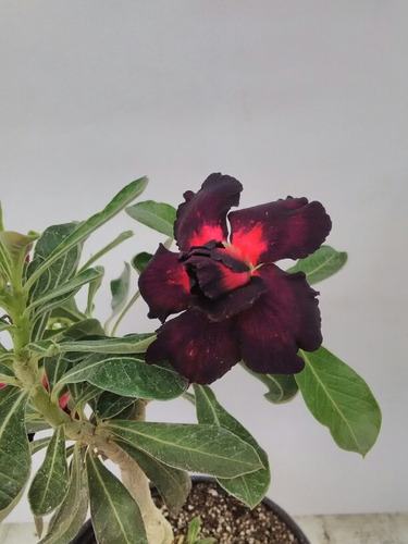 Rosa Del Desierto Black Steel ( 1 Planta)