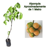 Muda Mamocilio, Pitomba Das Guianas Fruta Exótica Alporquia 