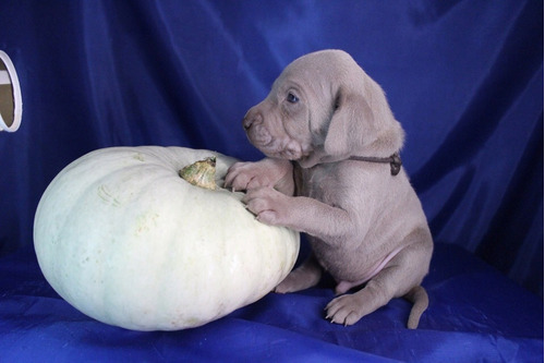 Extraordinario Weimaraner Prestigio Weimaraner Únicos