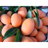 Raros Plantulas De Mango Naranja Listos Para Crecer Frutal