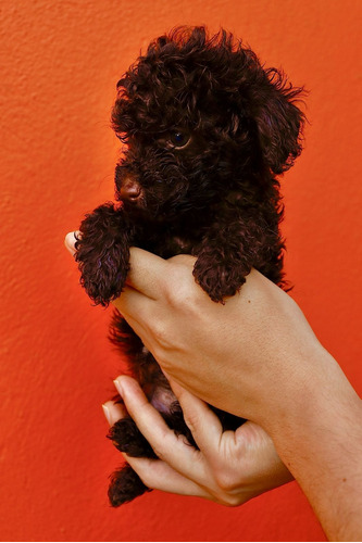 Lindos French Poodle Caniche Chocolate Marron Ve Fotos