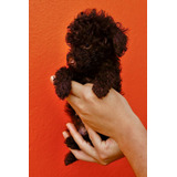 Lindos French Poodle Caniche Chocolate Marron Ve Fotos