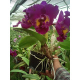 Orquídea Cattleya Y Orquídea Negra Con Envío 