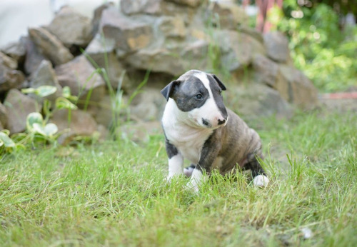 Cachorro Bullterrier Perros Cachorrito Bull Terrier Dogs