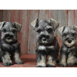 Cachorros Schnauzer Mini Realmente Pequeños Muestro A Papas 