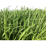 Semilla Forrajes Pastos Panicum Maxi Zuri Clima Cálido 1 Kg