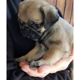 Cachorros Pug Carlino Hembritas Preciosas Entrega 11 Junio 