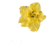 Rosa Do Deserto Amarela Id. Wr-075