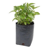 Albahaca Pack De 5 Plantas