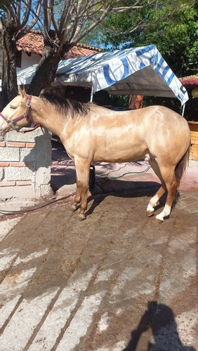 Caballo 