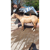 Caballo 