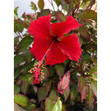 1 Muda De Hibisco Colorama - Hibisco Variegata Flor Vermelha