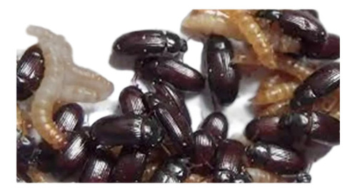 Start Besouro Do Amendoim Alimento Vivos (150-200 Besouros)