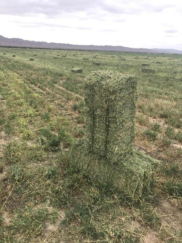 Fardos De Alfalfa De Primera Calidad