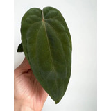 Anthurium Dressleri - Aroids - Aráceas De Colección