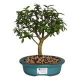 Bonsai De Mini Goiaba - 4 Anos - B16