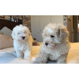 Hermosos Cachorros Poodle Micro Toy Pequeñitos