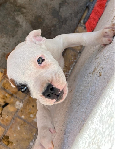 Cachorros Boxer Aleman