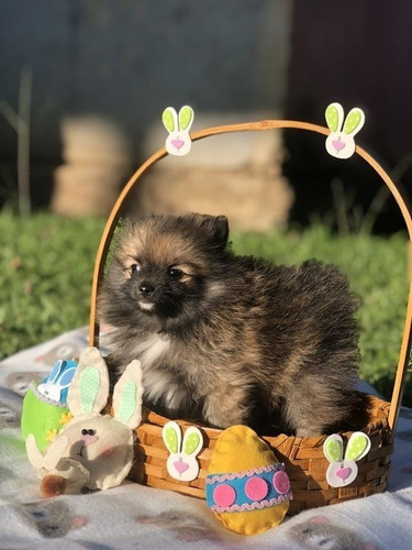 Cachorros Pomerania Mini Lulu Perros En Venta Bucaramanga