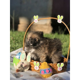 Cachorros Pomerania Mini Lulu Perros En Venta Bucaramanga