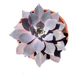 Suculenta Rara De Coleção Echeveria Afterglow Cuia 21