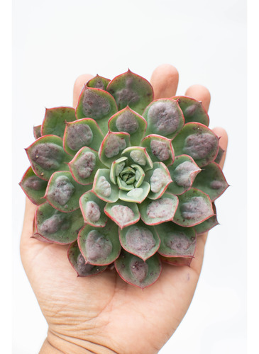 Echeveria Parva X Raindrops Suculenta Con Carúnculas Nº 10