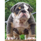 Cachorros Bulldog Ingles Black Tri Exotic Perros