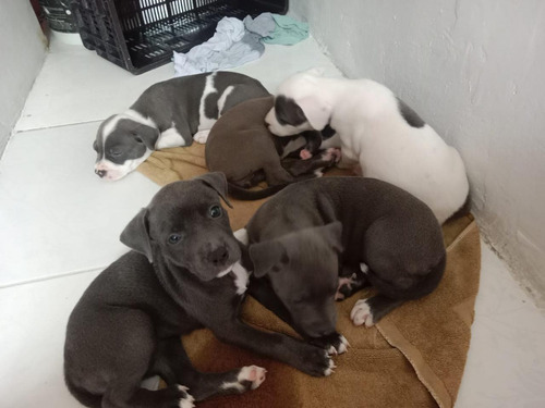 Perros Pit Bull Hermosos Cachorros Disponibles Mascotas Pets