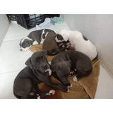 Perros Pit Bull Hermosos Cachorros Disponibles Mascotas Pets