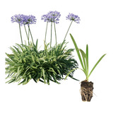 20 Mudas Agapanto Azul Agapanthus Africanus 