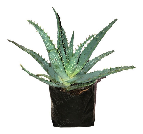 Suculenta. Sabila (aloe Vera) 30cm Envio A Toda La Republica