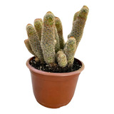 Cactus: Mammillaria Elongata