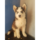 Husky Siberiano, 3 Hembras, 3 Machos Delicias 6391281889