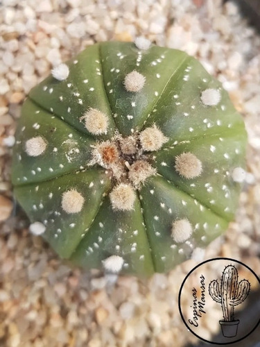 Cactus De Colección. Astrophitium Asteria Maceta N°9