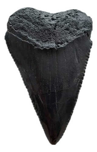 Dente Tubarão Branco Réplica Fóssil .feito Nos Eua 