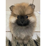 Lulu Da Pomerania ( Spitz Alemão )