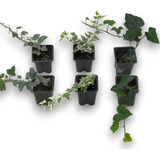 Hedera Verde E Variegata Kit 6 Mudas De Hera - 3 Variedades