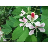 Arbol Pata De Vaca (bauhinia Monandra)