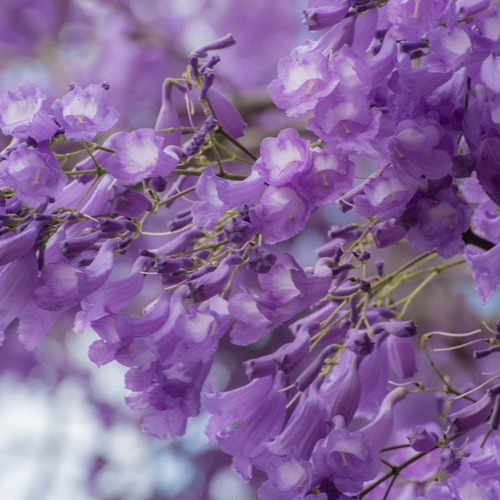 60 Semillas Exóticas Precioso Árbol Jacaranda Mimosifolia