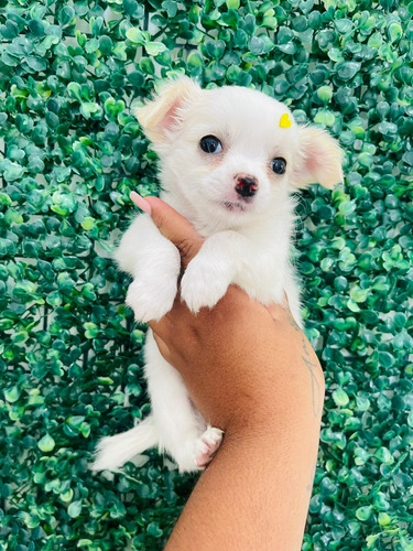 Chihuahua Femea Pelo Longo Branca Disponiveis 