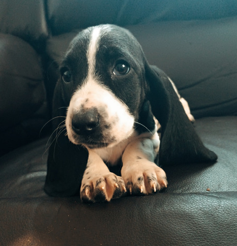 Cachorros Basset Hound Legítimos Franceses 