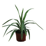 Dracena Yucca Planta De Interior/exterior Fácil Cuidado
