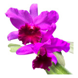 Orquidea Cattleya Lc Molly Tyler - Adulta - Top